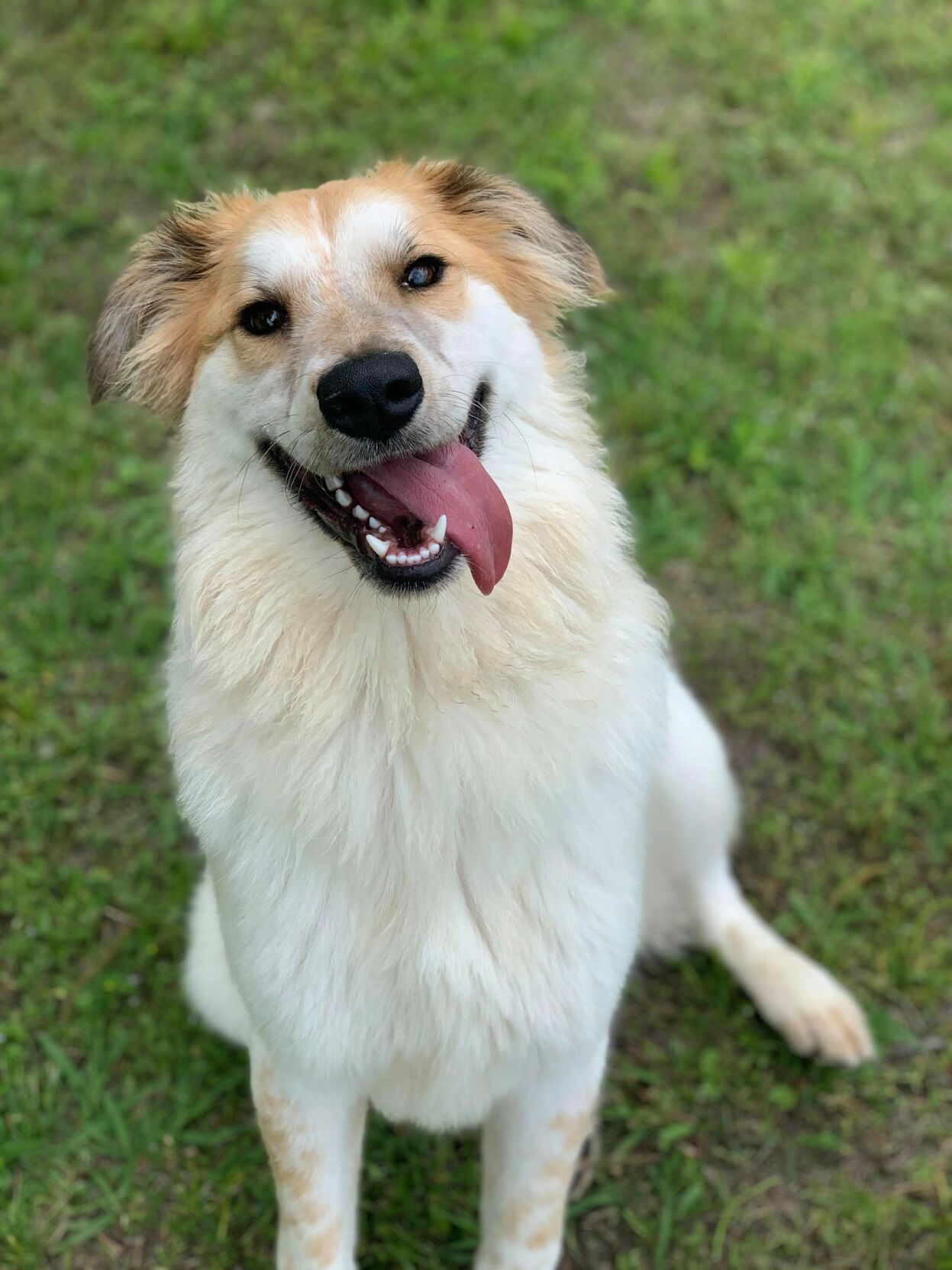 Pet of the week: Bentley